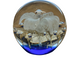 Ocean Fantasy Glass Art Paperweight Collection